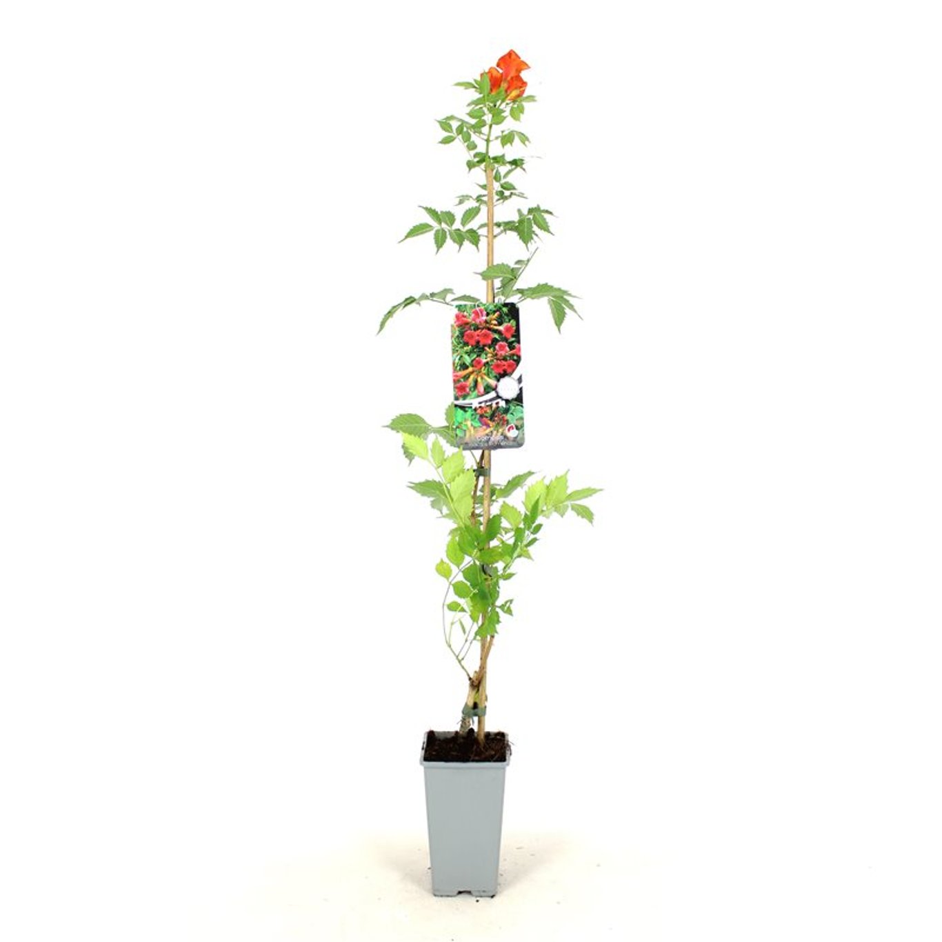 Trumpetranka – Campsis radicans 'Flamenco' - C2 80-100 CM